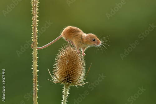 Face to face with Harvest mouse Micromys minutus