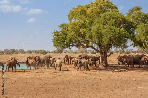 Canvas Print herds of elephants