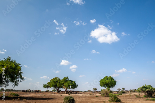 tree in the field