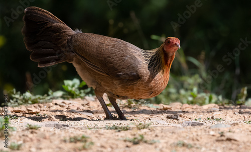 Photography Jungle Fowl female bird photographed in Satal, Uttarakhand, India