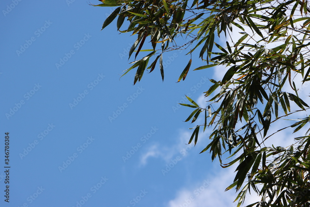 Bamboo leaflets with blue sky, copy space Bamboo leaflets with blue sky, copy space