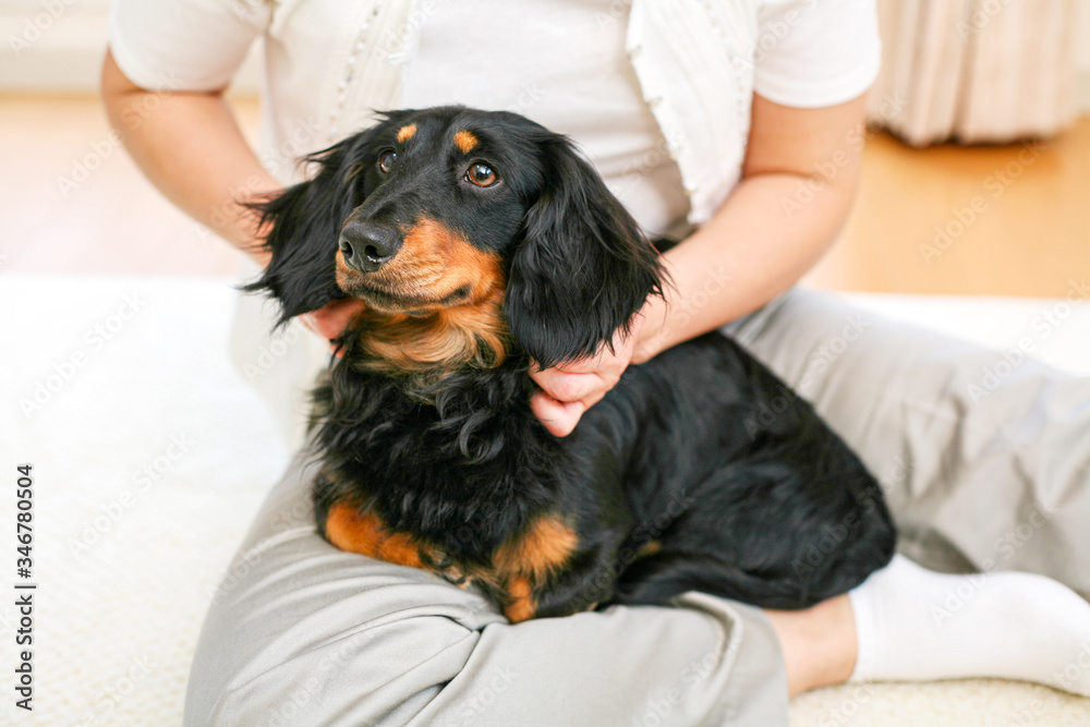 かわいいミニチュアダックス Stock Photo Adobe Stock