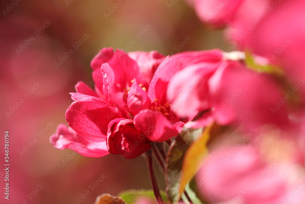 pink crabapple flowers in spring pink crabapple flowers in spring