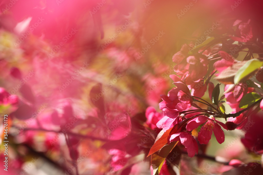 pink crabapple flowers in spring