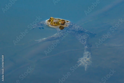 common frog in the pond, on the ground, swim jump,