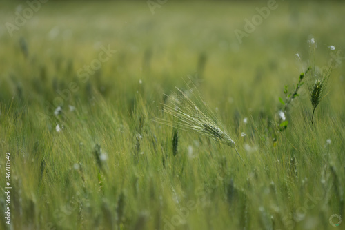 green wheat field