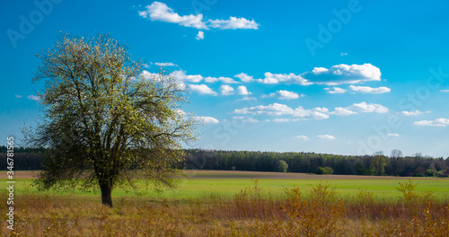 Fototapeta Naklejka Na Ścianę i Meble -  DRZEWO WIOSNĄ NA TLE ŁĄKI I LASU