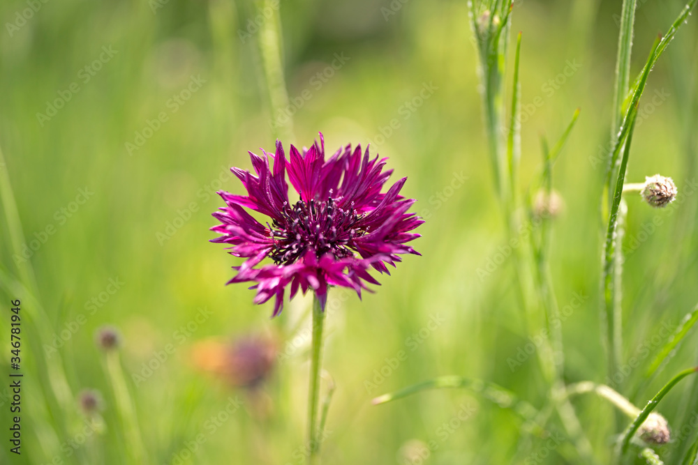 春の花 春の花