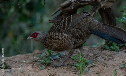 Khaleej Pheasant (Lophura leucomelanos) bird photographed in Sattal, Uttarakhand, India photo