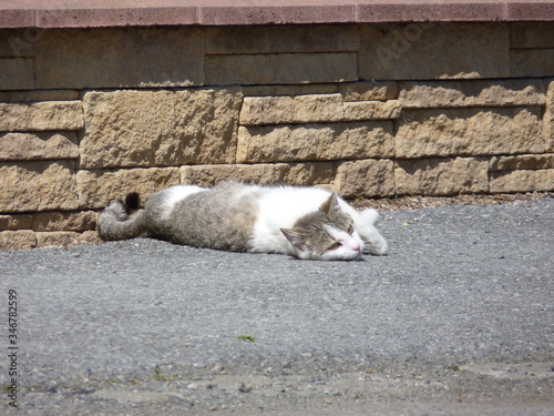 White and brown stray cat laying on the pavement on a sunny day. Brick wall in the background