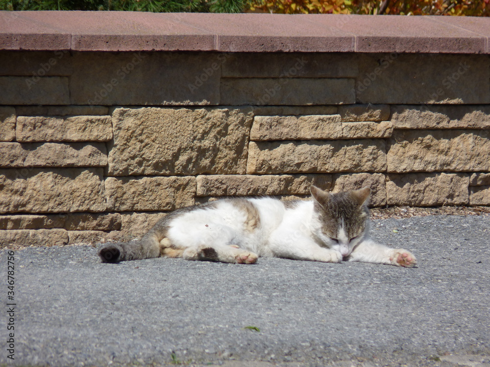 White and brown stray tomcat laying on the pavement on a sunny day. Brick wall in the background