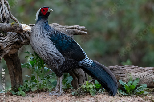 Khaleej Pheasant (Lophura leucomelanos) bird photographed in Sattal, Uttarakhand, India