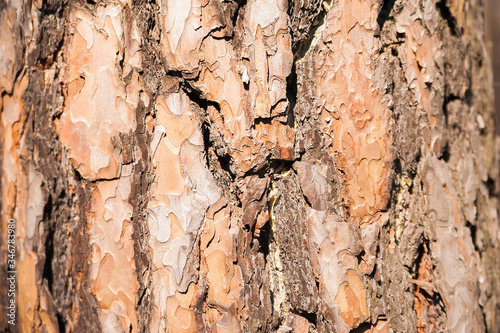 Natural texture of pine bark. Natural background of the bark of a Christmas tree close-up.