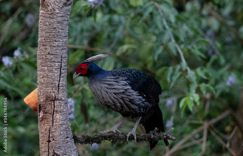 Obraz premium Khaleej Pheasant (Lophura leucomelanos) bird photographed in Sattal, Uttarakhand, India
