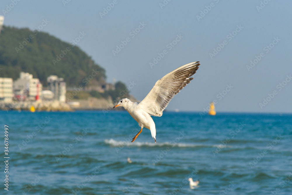 Flying seagull in Haeundae Beach, Busan, South Korea Asia. Flying seagull in Haeundae Beach, Busan, South Korea Asia.