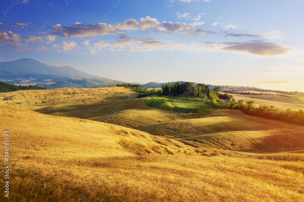 panoramic view of Italian Tuscany summer landscape of yellow wheat field; agriculture farmland hills