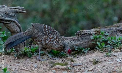 Khaleej Pheasant (Lophura leucomelanos) bird photographed in Sattal, Uttarakhand, India photo