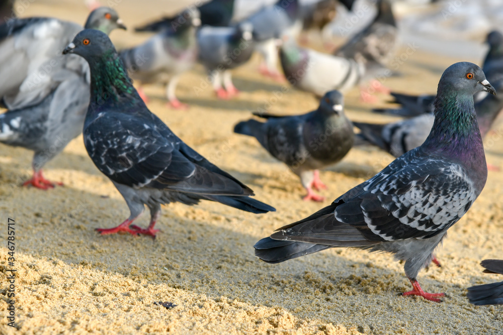 Fototapeta premium Seagull walking under dusk in Haeundae Beach, Busan, South Korea Asia.