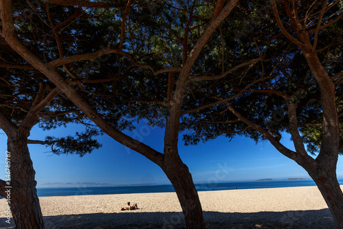 Fototapeta Naklejka Na Ścianę i Meble -  Bellissimo paesaggio di una spiaggia sul mare e in primo piano degli alberi che fanno da quinta