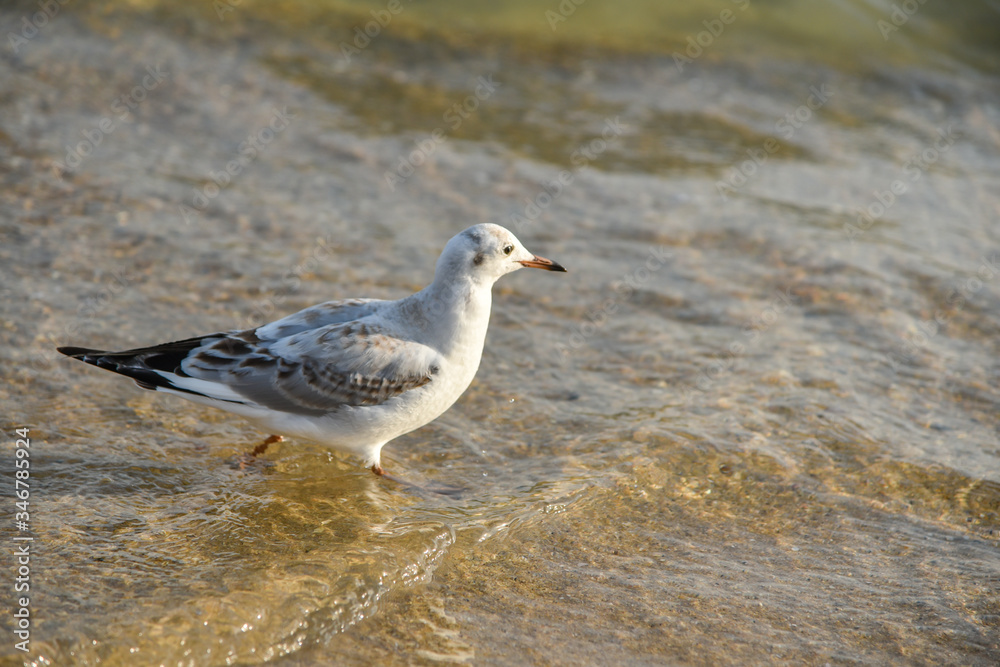 Seagulls at Haeundae Beach, Busan, South Korea, Asia Seagulls at Haeundae Beach, Busan, South Korea, Asia