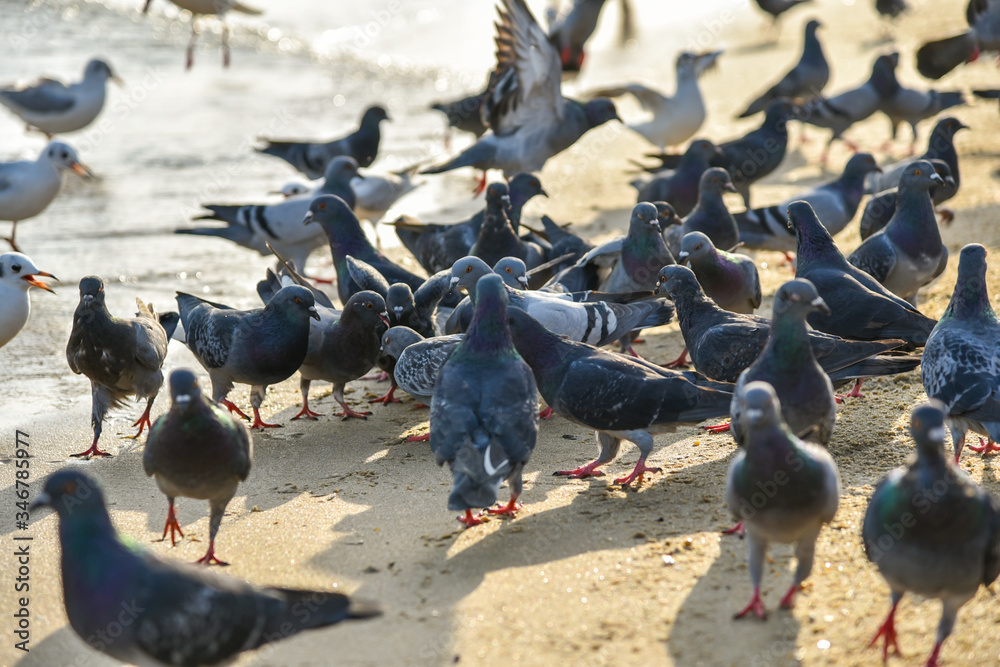 Fototapeta premium Seagulls at Haeundae Beach, Busan, South Korea, Asia