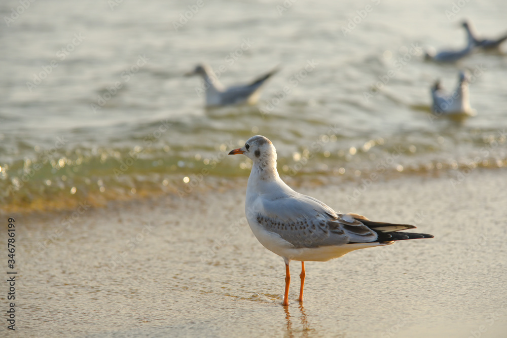 Seagulls at Haeundae Beach, Busan, South Korea, Asia Seagulls at Haeundae Beach, Busan, South Korea, Asia