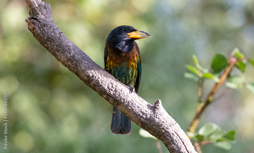 Obraz premium The Great Barbet (Psilopogon virens) bird perching on tree branch
