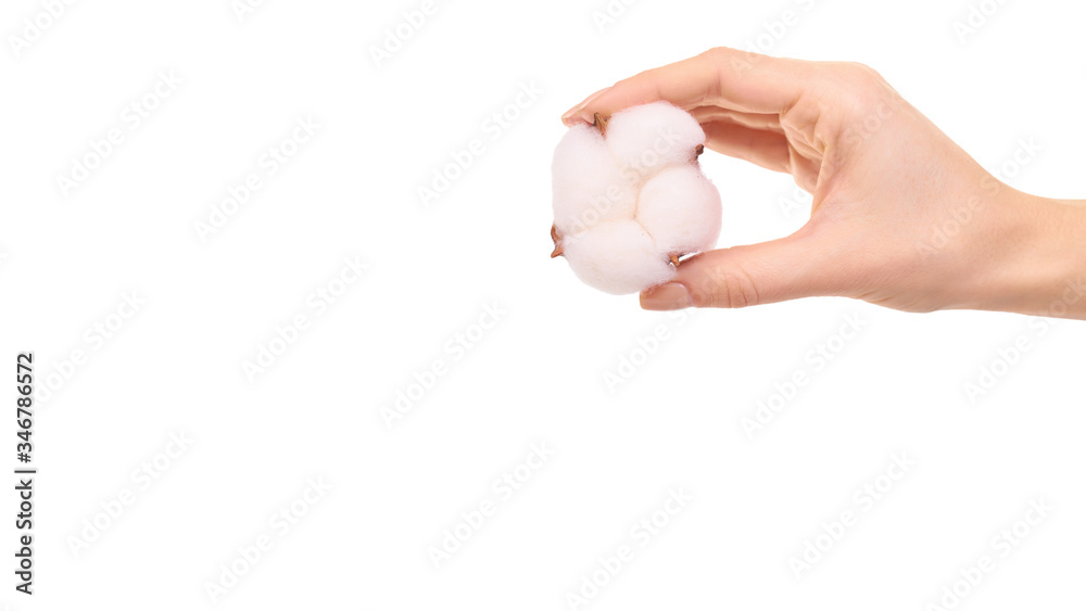 Fluffy cotton flower, soft material. Fluffy cotton flower, soft material.