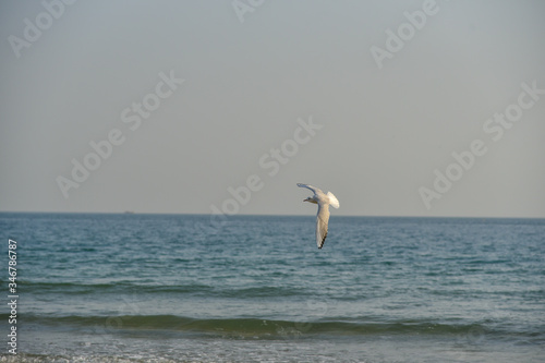 Flying seagull in Haeundae Beach, Busan, South Korea Asia.