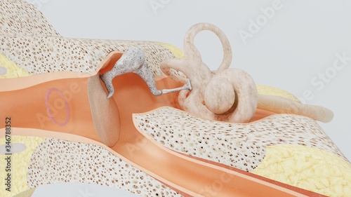 3d render structures of the human ear with the image of all the components often photo