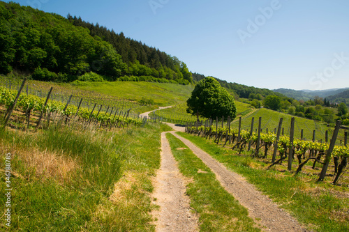 Wanderweg oberhalb von Ettenheimweiler in der Ortenau