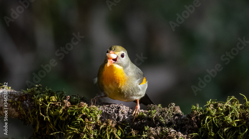 Red-billed leiothrix bird with open wings on tree branch © Abhishek Mittal