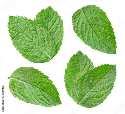 Mint leaf isolated clipping path. Collection mint on white background. Mint macro studio photo © Maks Narodenko