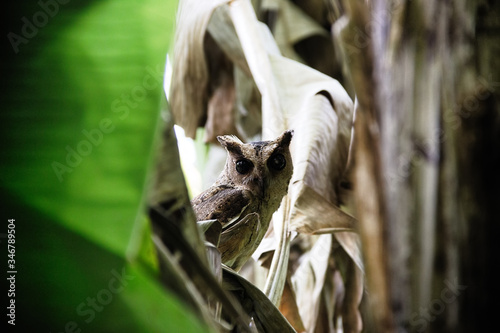 Collared scops-owl (Otus bakkamoena) winter plumage photo