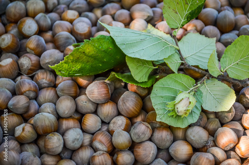 bunch of hazelnuts with twig and leaves close up 