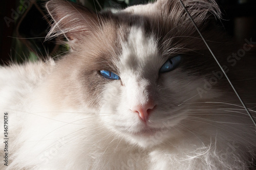 Kot o zniewalającym spojrzeniu © Zuzanna