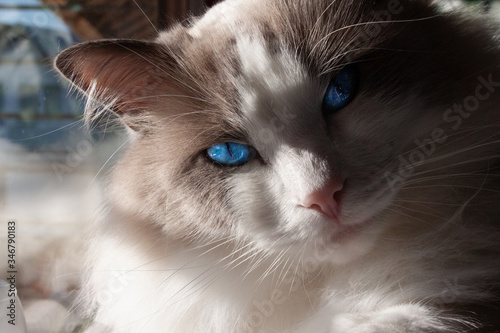 Kot o pięknych oczach © Zuzanna