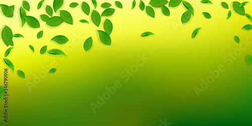 Falling green leaves. Fresh tea chaotic leaves fly