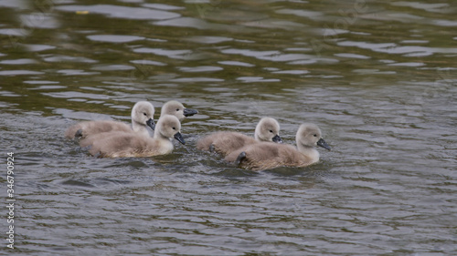 Mute swan signets swimming on a river © rob francis