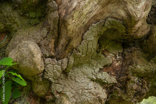 tree bark texture