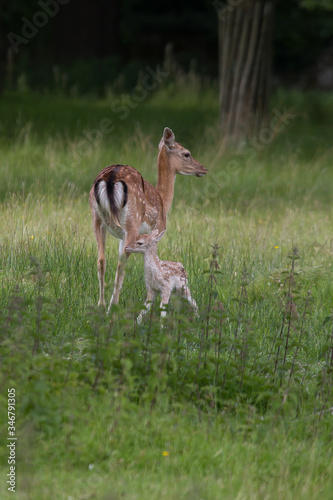 Fototapeta Naklejka Na Ścianę i Meble -  Female fallow Deer with her young fawn