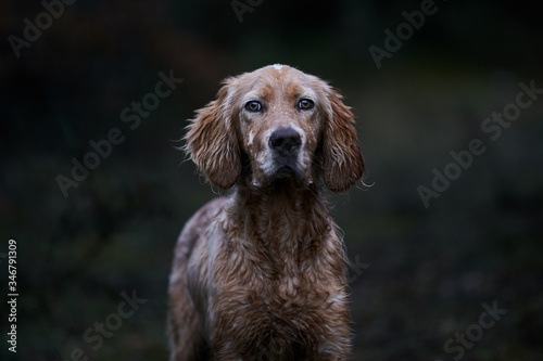 irish setter dog