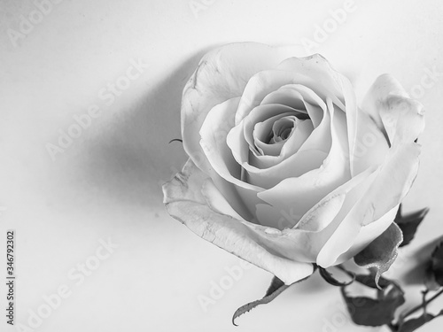 Black and white natural rose photography