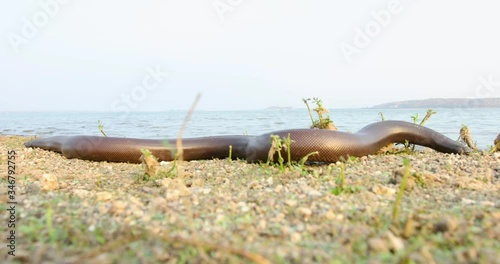 Red sand boa snake slides across grass near water filled lake in India photo