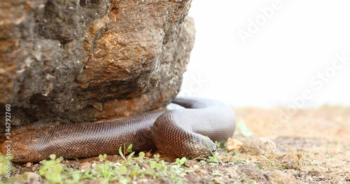 Endangered Red Sand Boa snake tries to find resting place to hide under a rock photo