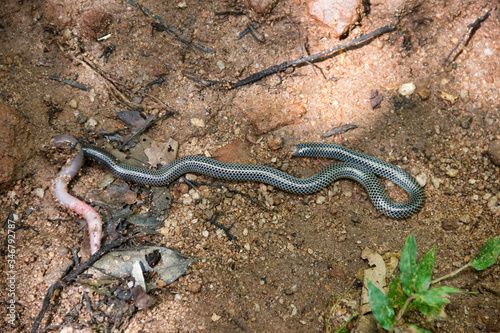 The snake swallows a large earthworm. photo
