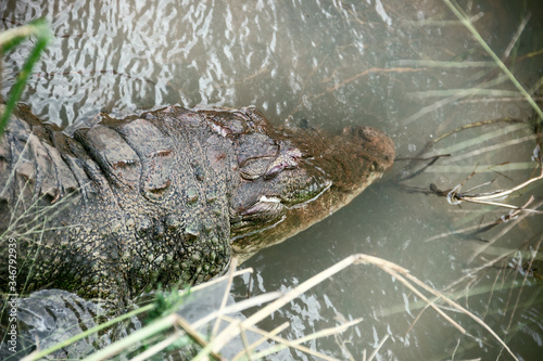 Dead for an unknown reason (the species is characterized by high survivability) mugger (Crocodylus palustris kimbula) photo