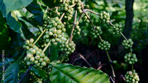 selected focus. green coffee fruit on coffee tree branches in the garden.