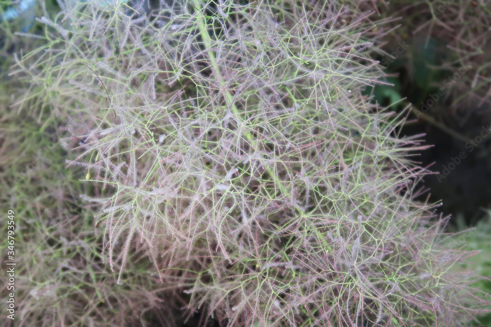 Abstract natural background of soft plants (Cortaderia selloana) moving in the wind. Bright and clear scene of plants similar to feather dusters. Abstract natural background of soft plants (Cortaderia selloana) moving in the wind. Bright and clear scene of plants similar to feather dusters.