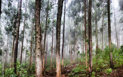 Eucalyptus forest in Sri Lanka photo